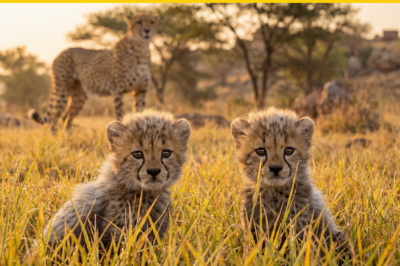 38 और गिनती जारी! कूनो नेशनल पार्क में आए नए मेहमान—देखें ‘मिरेकल शावकों’ की पहली तस्वीरें!