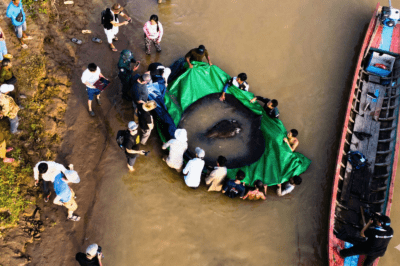 300 किलो वज़न, लगभग 4 मीटर लंबी — मिलिए दुनिया की सबसे बड़ी नदी मछली से